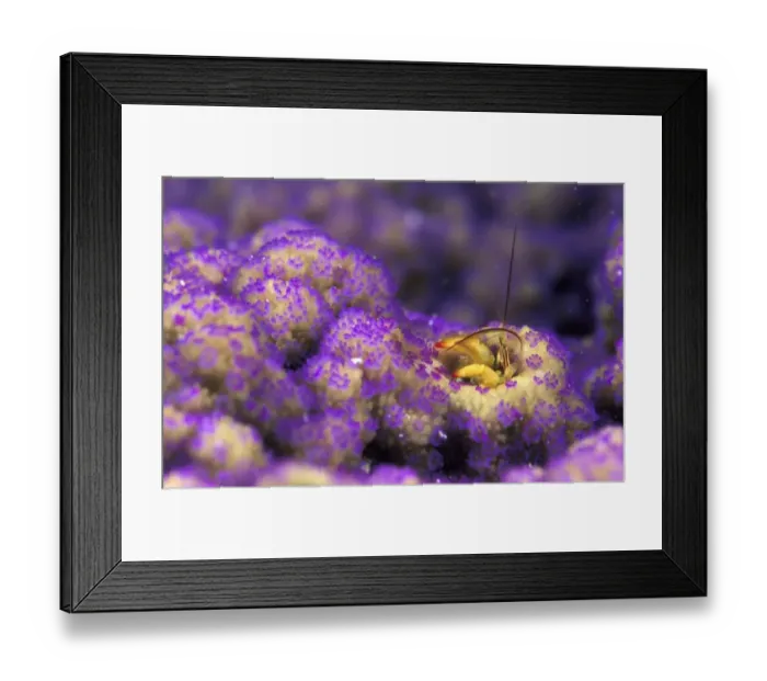 Framed Print : animal, antennae, behaviour, body part, cleaning, color, colour, coral, coral hermit crab Framed Print : animal, antennae, behaviour, body part, cleaning, color, colour, coral, coral hermit crab