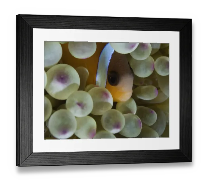 Framed Print : Tomato anemone fish (Amphiprion frenatus), close-up, underwater view Framed Print : Tomato anemone fish (Amphiprion frenatus), close-up, underwater view