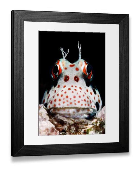 Framed Print : redspotted blenny portrait Framed Print : redspotted blenny portrait