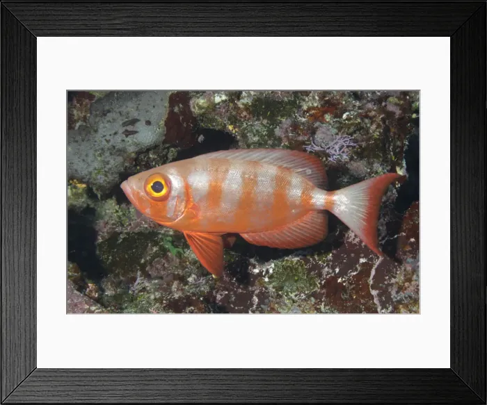 Framed Print : Bigeye Soldierfish Framed Print : Bigeye Soldierfish