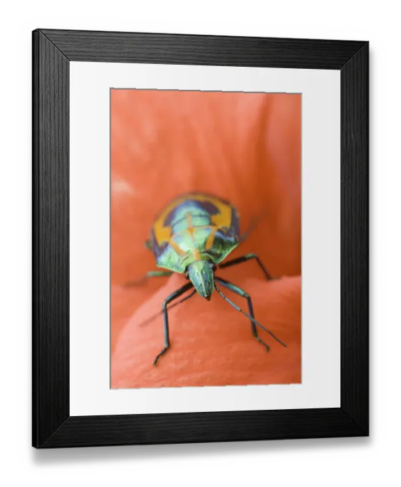 Framed Print : Scarab Beetle (Scarabaeidae sp. ) on a flower
