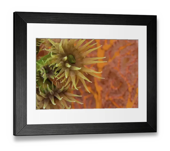 Framed Print : Orange Cup Coral (Tubastraea sp. ) Framed Print : Orange Cup Coral (Tubastraea sp. )