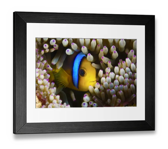 Framed Print : Blue Banded Clown fish hiding in an anemone, Fiji