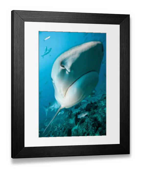 Framed Print : Tiger Shark, Beqa Island, Fiji Framed Print : Tiger Shark, Beqa Island, Fiji