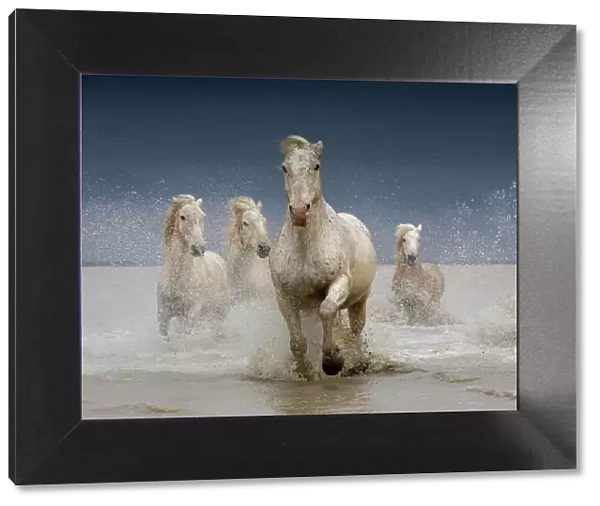 White horses of the Camargue on a stormy day