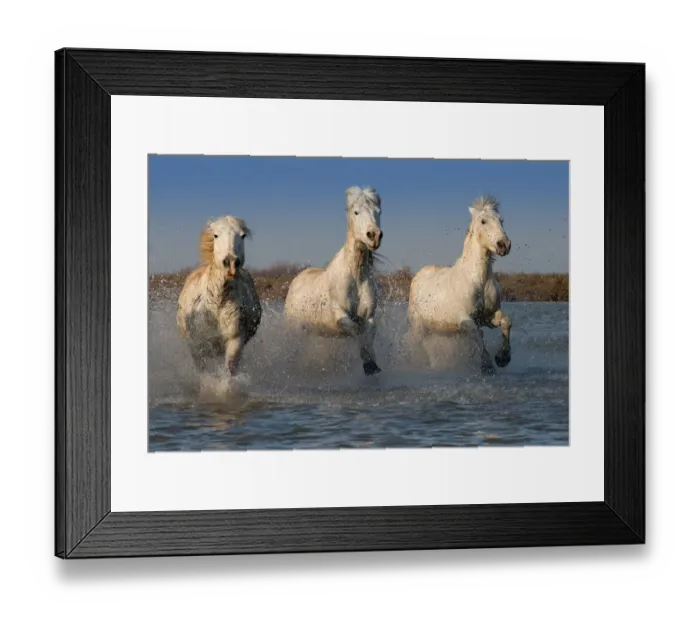 Framed Print : White Horses of the Camargue Framed Print : White Horses of the Camargue