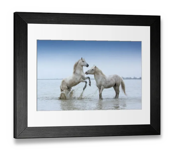 Framed Print : Two white Camargue Stallions play flighting in water, Camargue region, France Framed Print : Two white Camargue Stallions play flighting in water, Camargue region, France