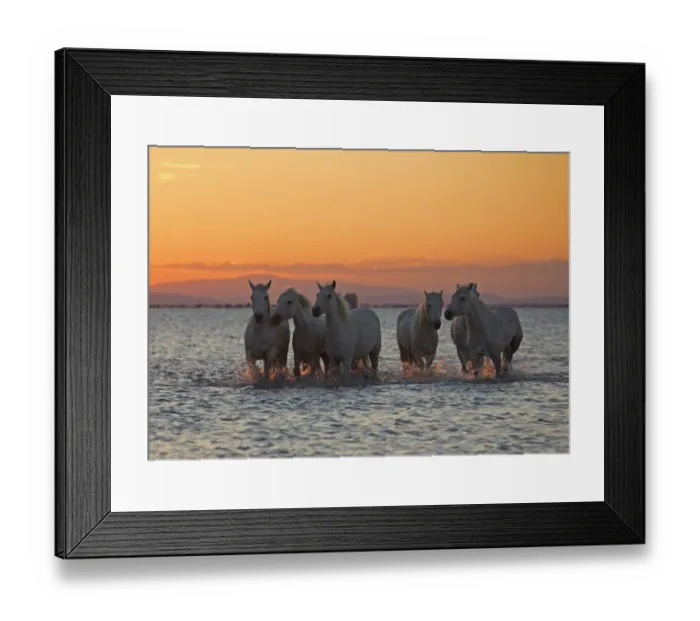 Framed Print : Should we do a race to shore Framed Print : Should we do a race to shore