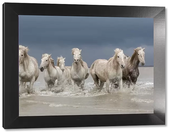 Group of white Camargue horses walking through water, Camargue region, France