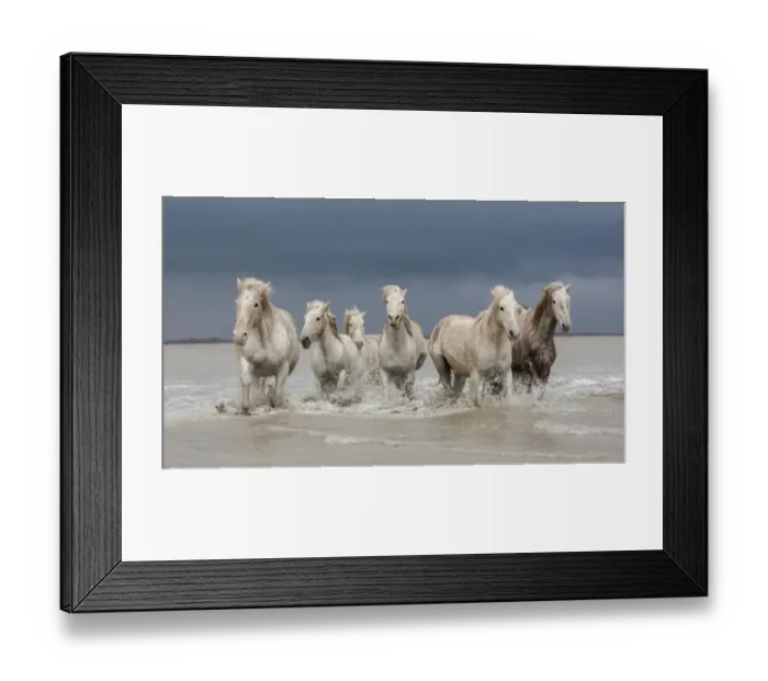 Framed Print : Group of white Camargue horses walking through water, Camargue region, France Framed Print : Group of white Camargue horses walking through water, Camargue region, France