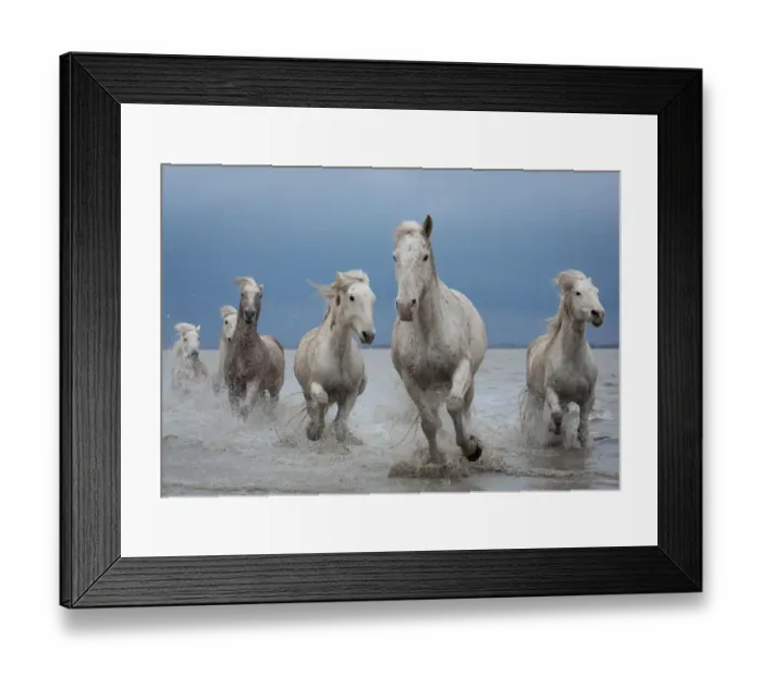 Framed Print : Group of white Camargue horses running through water, Camargue region, France