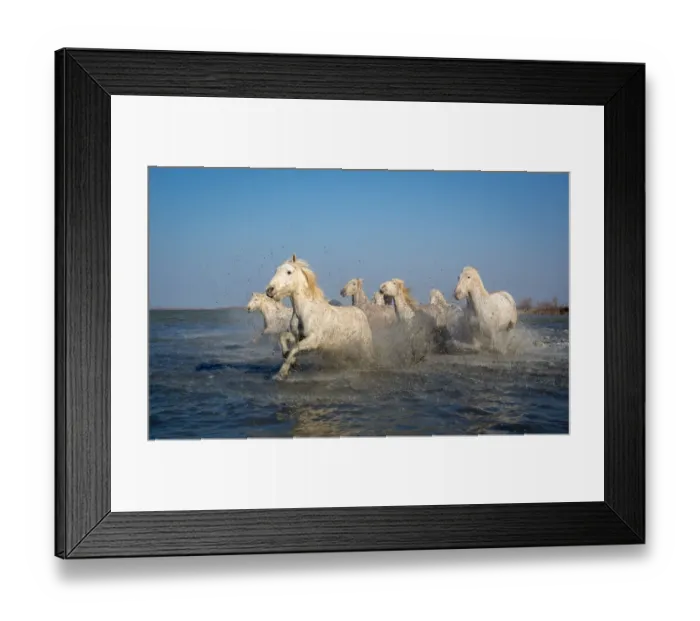 Framed Print : Group of white Camargue horses running through water, Camargue region, France Framed Print : Group of white Camargue horses running through water, Camargue region, France