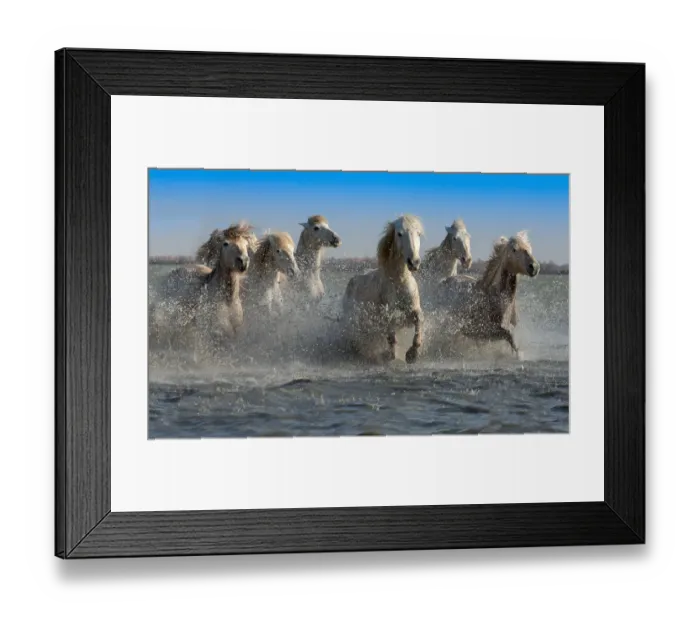 Framed Print : Group of white Camargue horses running through water, Camargue region, France Framed Print : Group of white Camargue horses running through water, Camargue region, France