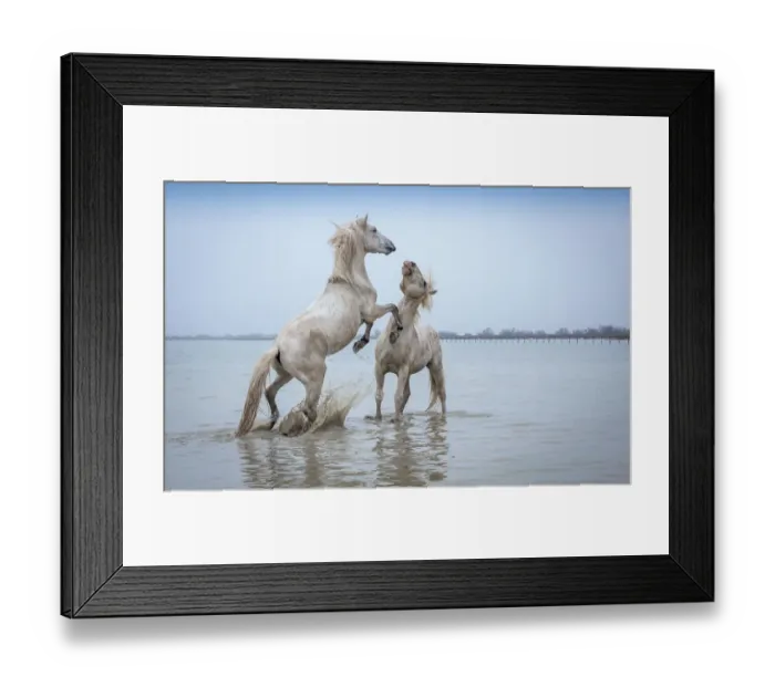 Framed Print : Camargue Horses - Two white Camargue Stallions play flighting in water, Camargue region, France Framed Print : Camargue Horses - Two white Camargue Stallions play flighting in water, Camargue region, France