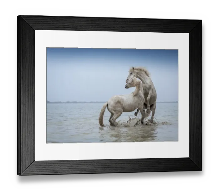 Framed Print : Camargue Horses - Two white Camargue Stallions play flighting in water, Camargue region, France Framed Print : Camargue Horses - Two white Camargue Stallions play flighting in water, Camargue region, France
