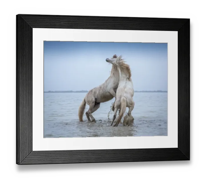 Framed Print : Camargue Horses - Two white Camargue Stallions play flighting in water, Camargue region, France Framed Print : Camargue Horses - Two white Camargue Stallions play flighting in water, Camargue region, France