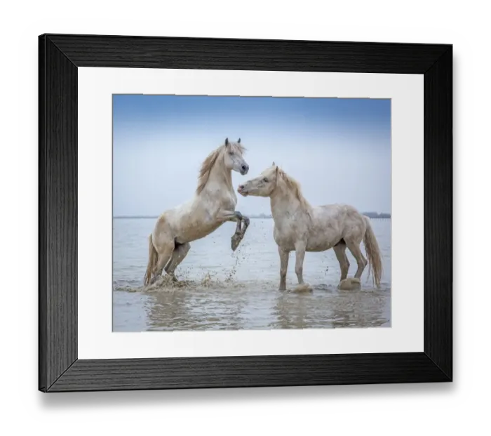 Framed Print : Camargue Horses - Two white Camargue Stallions play flighting in water, Camargue region, France Framed Print : Camargue Horses - Two white Camargue Stallions play flighting in water, Camargue region, France