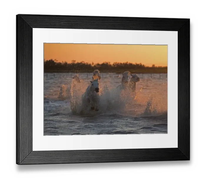 Framed Print : Stallions racing Framed Print : Stallions racing