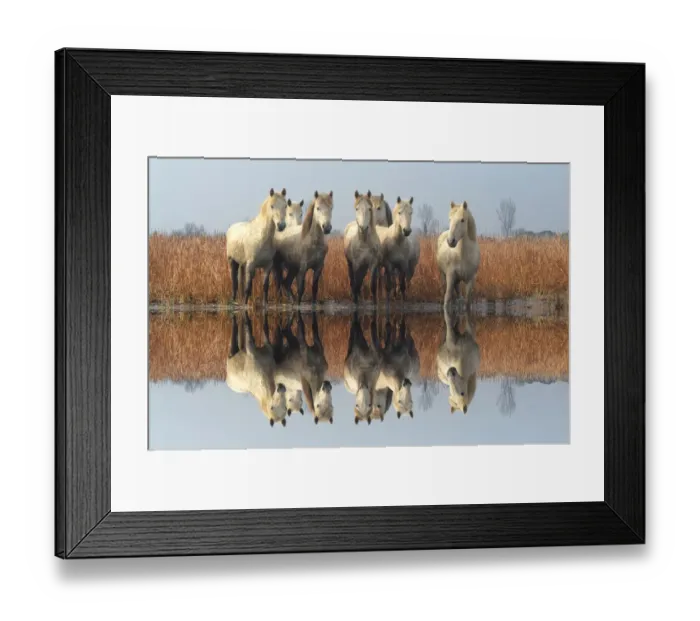 Framed Print : Camargue horses Framed Print : Camargue horses