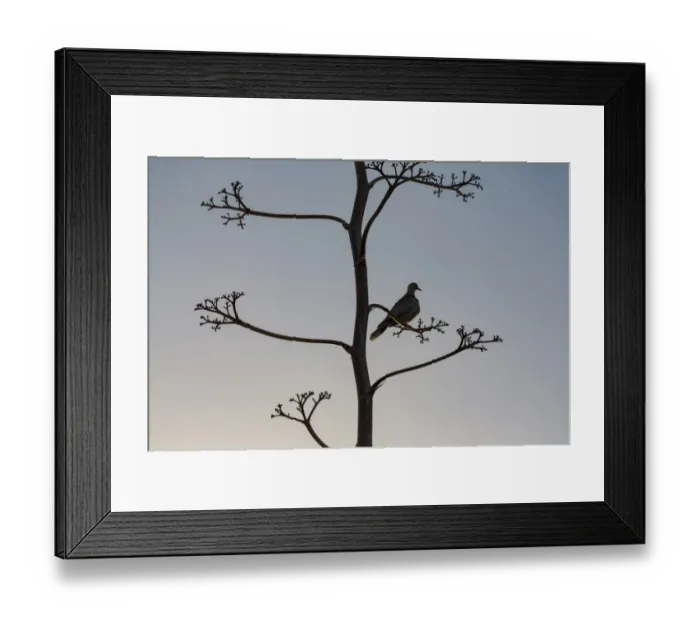 Framed Print : Collared dove Framed Print : Collared dove