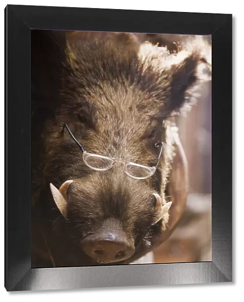 wild boar wearing glasses