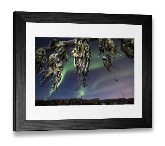 Framed Print : Northern lights and fish heads Framed Print : Northern lights and fish heads
