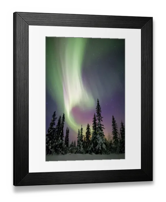 Framed Print : Aurora borealis and snow covered trees Framed Print : Aurora borealis and snow covered trees