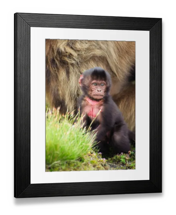 Framed Print : A baby Gelada Monkey (Theropithecus Gelada) sitting near its mother in Simien Mountains National Park, Ethiopia Framed Print : A baby Gelada Monkey (Theropithecus Gelada) sitting near its mother in Simien Mountains National Park, Ethiopia