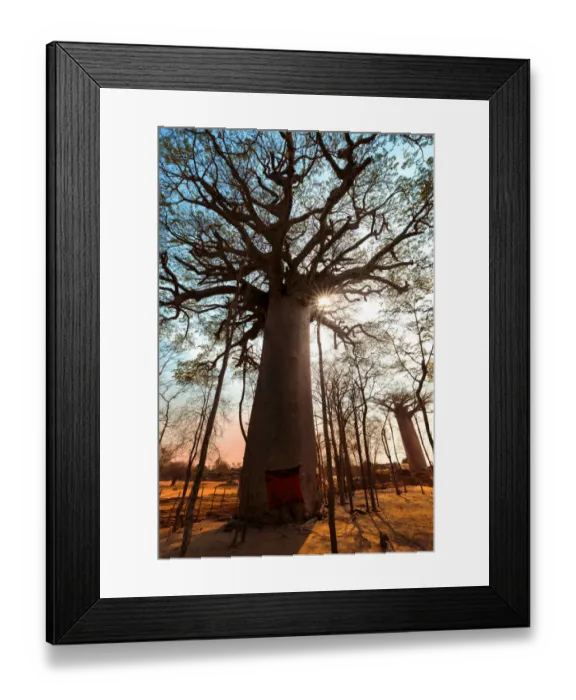 Framed Print : Sacred Baobab