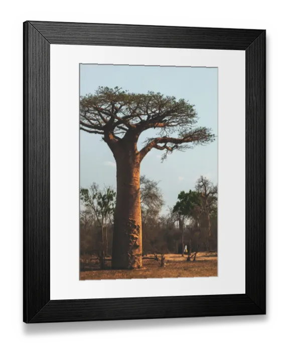 Framed Print : Sacred Baobab