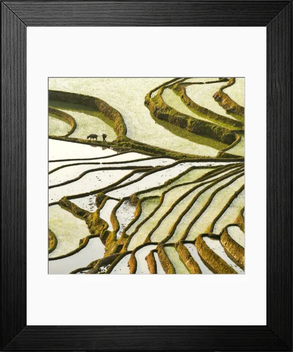 Framed Print : A peasant with water buffalo walking at rice terraces Framed Print : A peasant with water buffalo walking at rice terraces