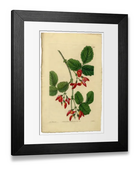 Framed Print : Diadelphia Decandria Victorian Botanical Illustration, Kennedya Marryattae, Kennedya, 1835 Framed Print : Diadelphia Decandria Victorian Botanical Illustration, Kennedya Marryattae, Kennedya, 1835