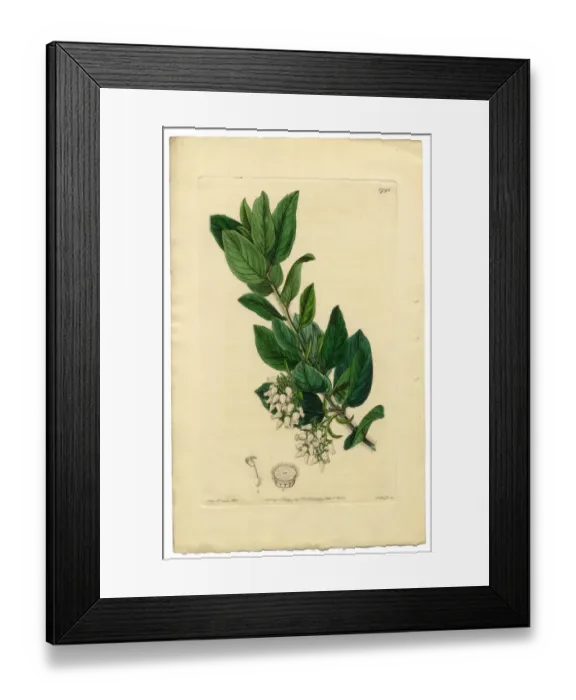 Framed Print : Arctostaphylos tomentosa Victorian Botanical Illustration, Downy Bearberry, Bearberry, 1835 Framed Print : Arctostaphylos tomentosa Victorian Botanical Illustration, Downy Bearberry, Bearberry, 1835