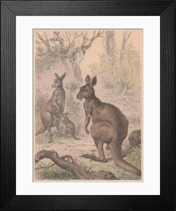 Framed Print : Kangaroos, hand-colored lithograph, published in 1887
