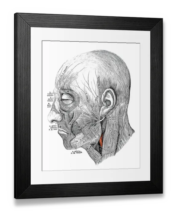 Framed Print : Human anatomy scientific illustrations: Facial nerve Framed Print : Human anatomy scientific illustrations: Facial nerve