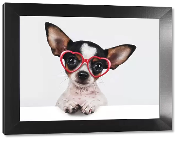 Chihuahua with heart-shaped glasses