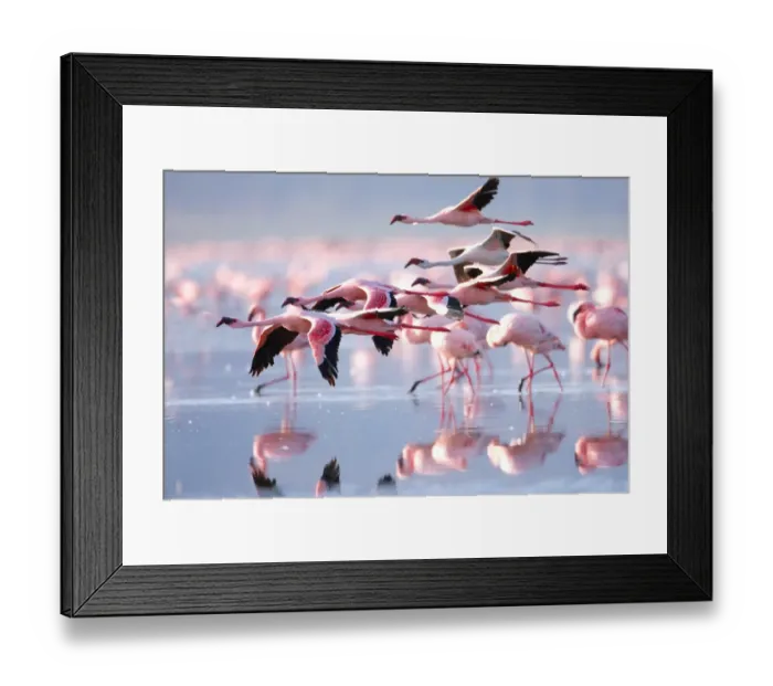 Framed Print : Pink Flamingos Framed Print : Pink Flamingos