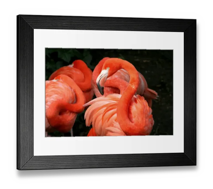 Framed Print : American Flamingo Grace Framed Print : American Flamingo Grace