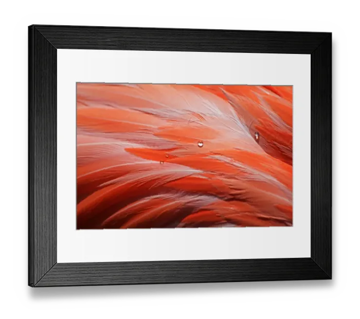 Framed Print : Macro of bird feathers with water drops - Pink Flamingo - Phoenicopteridae