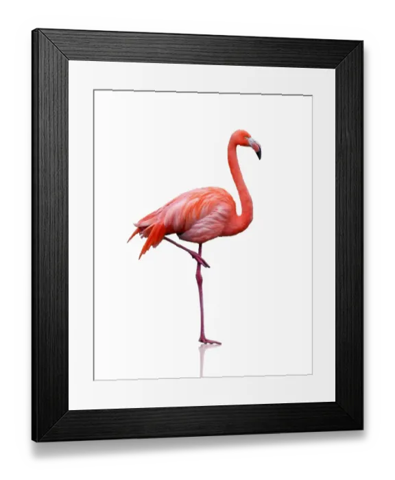 Framed Print : Pink flamingo Framed Print : Pink flamingo