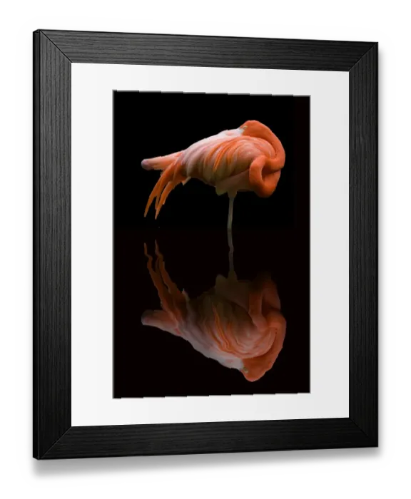 Framed Print : Pink Flamingos reflection Framed Print : Pink Flamingos reflection