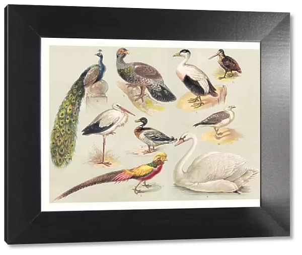 Birds illustration 1888