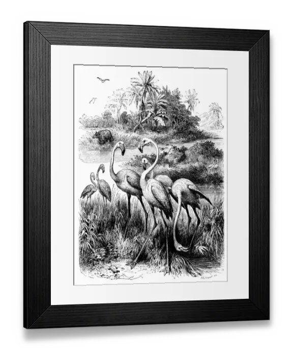 Framed Print : Flamingos (Victorian engraving) Framed Print : Flamingos (Victorian engraving)