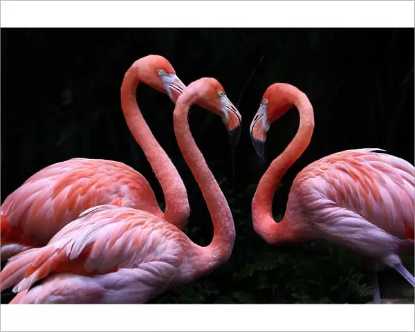 3 Flamingo on Black