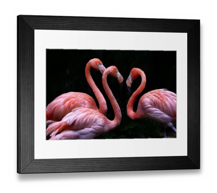 Framed Print : 3 Flamingo on Black Framed Print : 3 Flamingo on Black