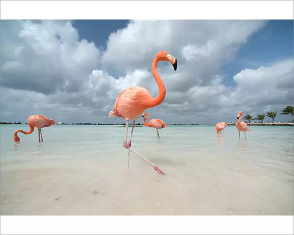 Flamingos in Flamingos Beach. Aruba