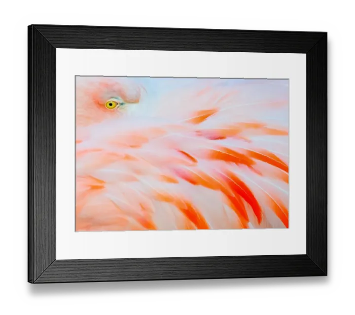 Framed Print : Flamingo. Close up of flamingo at the North Carolina Zoo Framed Print : Flamingo. Close up of flamingo at the North Carolina Zoo