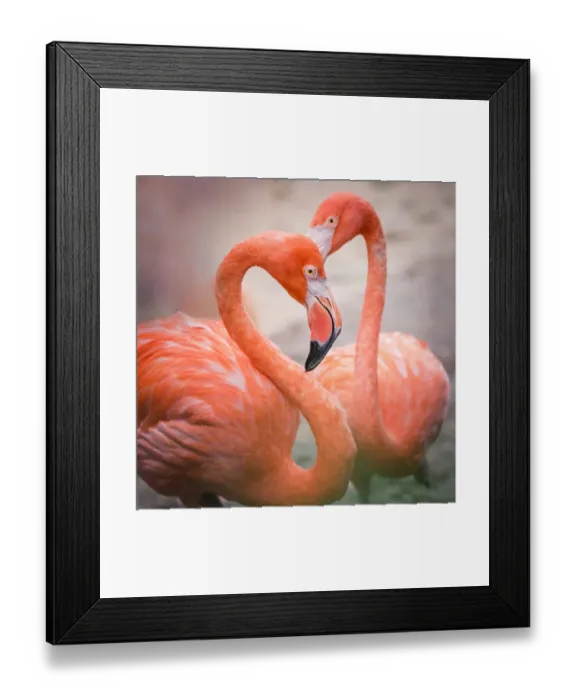 Framed Print : Flamingos in shape of heart Framed Print : Flamingos in shape of heart