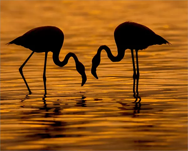 Flamingo Wading Bird