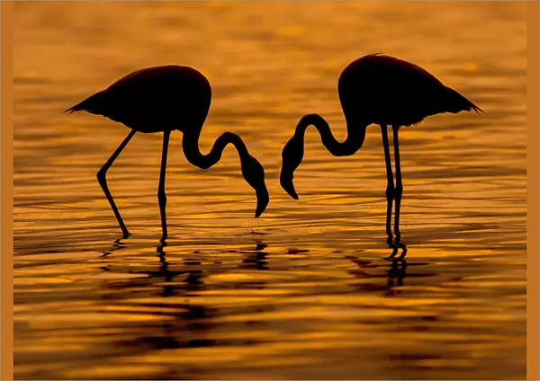 Flamingo Wading Bird